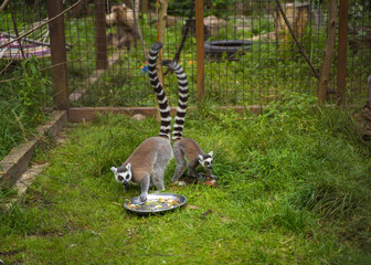 Fototapeta premium animal two lemurs are eating from the plate in the zoo