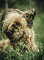 Naklejka na ściany i meble shaggy dog lying on the grass head close-up