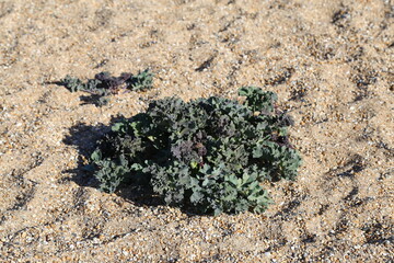 Sea Kale, Crambe maritima, growing on the shingle at Chesil Beach, Dorset, England.