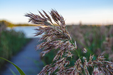 Reeds blossom