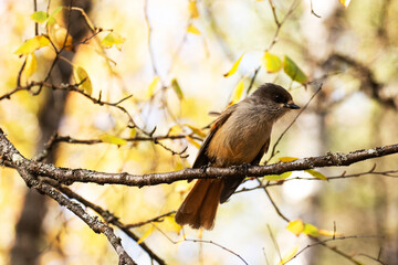 Siberian jay, Perisoreus infaustus, sitting on a birch branch during autumn foliage near Kuusamo, Northern Finland