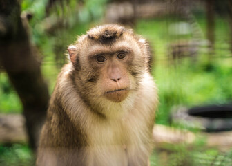 animal monkey is sitting on the tree in the zoo
