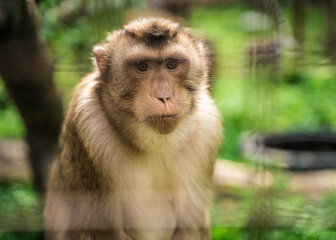 animal monkey is sitting on the tree in the zoo