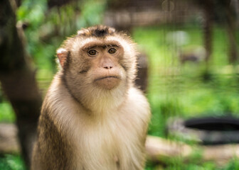 animal monkey is sitting on the tree in the zoo
