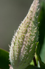 Milk Weed seed pod