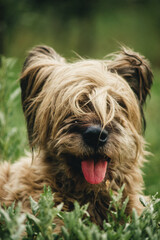 Naklejka na ściany i meble large shaggy dog lying on the grass close-up