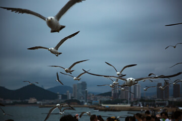 A flock of seagulls flying over the city on overcast days in Dalian, Liaoning Province, China © yue
