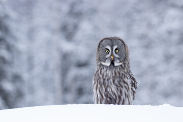A portrait of a majestic Great Grey Owl (Strix nebulosa) in a winter wonderland of Finnish taiga forest, Northern Europe. 