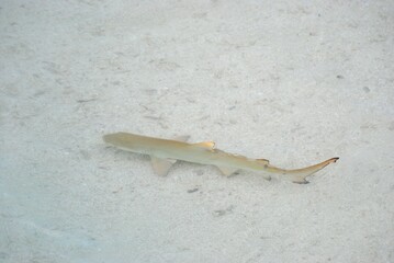 サメ（モルディブ）