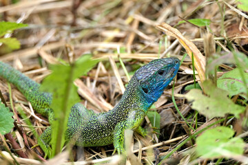 Naklejka na ściany i meble Closeup head of a male western green lizard on the ground in the wild in the south of Switzerland near Italy