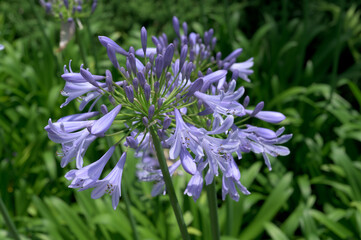 South African purple flower Agapanthus