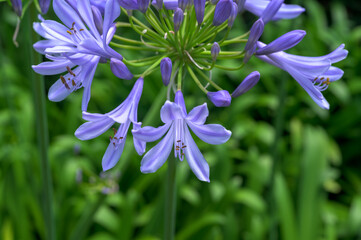 South African purple flower Agapanthus	