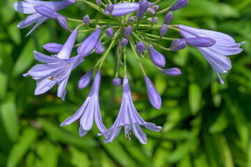 South African purple flower Agapanthus	