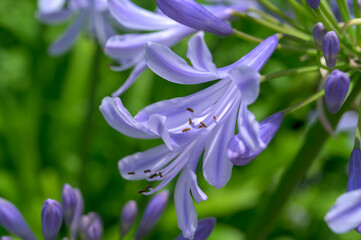 South African purple flower Agapanthus