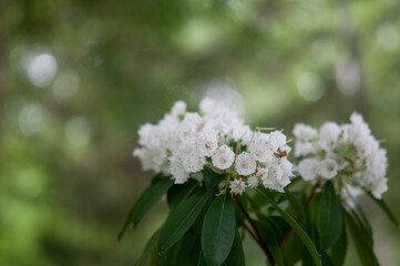 Mountain-laurel