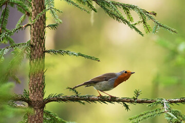 A common curious European songbird European robin, Erithacus rubecula perched on a spruce branch in boreal Estonian forest. 