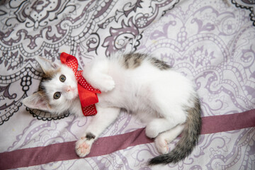Beautiful white kitten with a red bow lies on the back