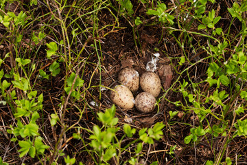 A nest with some eggs of a Eurasian woodcock, Scolopax rusticola in Estonian boreal forest during...