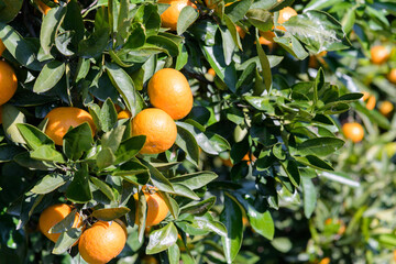 winter fruit tangerines rich in vitamin C
