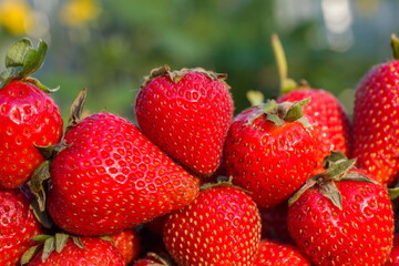 Large and natural strawberry close up