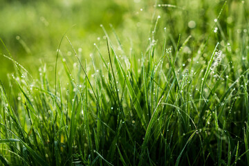 Fototapeta premium Dew drops on green graas. Close-up