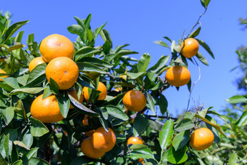 winter fruit tangerines rich in vitamin C