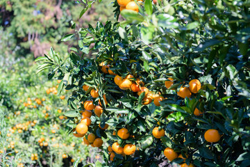 Tangerines, a treasure trove of vitamins in winter, are rich in vitamin C to prevent colds.