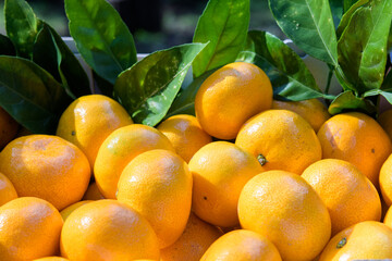 Tangerines, a treasure trove of vitamins in winter, are rich in vitamin C to prevent colds.