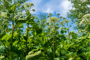 Thickets of poisonous sosnowsky hogweed