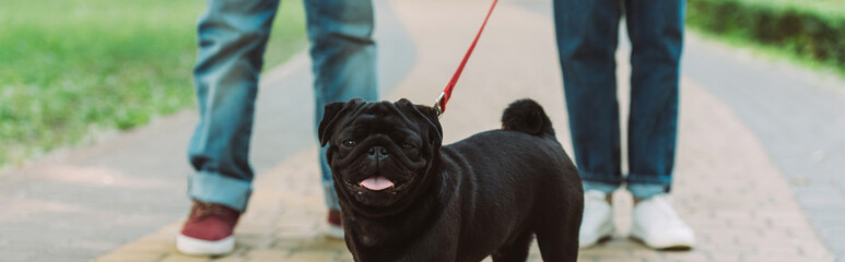 Horizontal crop of pug dog on leash looking at camera near couple in park