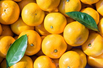 winter fruit tangerines rich in vitamin C