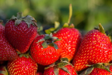 Large and natural strawberry close up