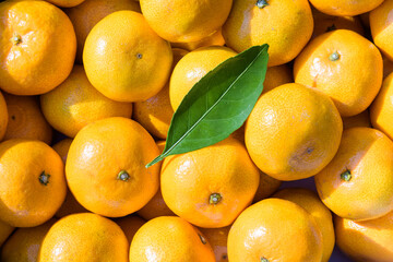 winter fruit tangerines rich in vitamin C