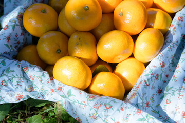 winter fruit tangerines rich in vitamin C