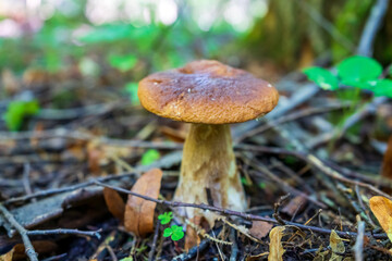 White edible Cep with a yellow cap in a forest near Moscow