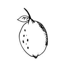 Lemon Fruit Hand Drawn Illustration