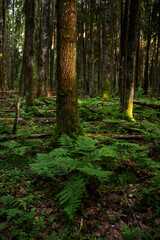 An old summery boreal forest with some aspens and lush ferns during an evening hike in Estonia, Northern Europe. 