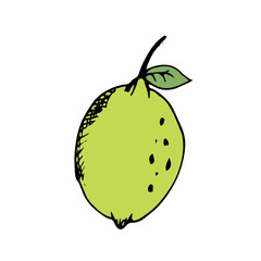 Lemon Fruit Hand Drawn Illustration