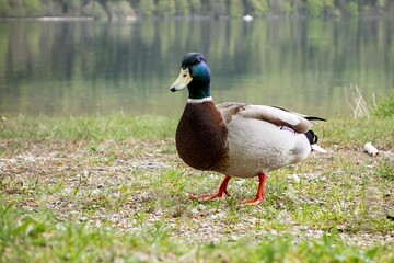 Wild duck (Anas platyrhynchos) bird at the shore of Bohinj lake in Slovenia