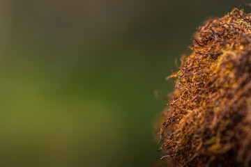 brown ball on a shrub with green