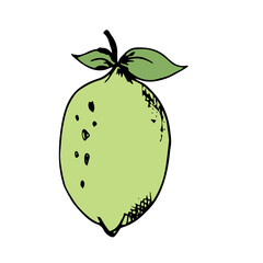 Lemon Fruit Hand Drawn Illustration