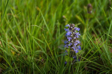 flower creeping bumblebee in the grass