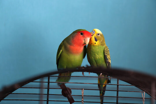 The Moment Of Tenderness Between A Parrots Of Different Species - Budgerigar (parakeet) And Rosy-faced Lovebird. Two Parrots, Appear As One Is Whispering In Another's Ear