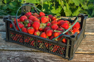 Strawberry crop in the box
