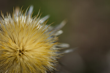 thistle flower detail view