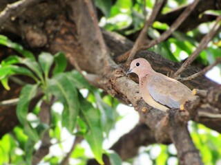 Fototapeta premium bird on a branch