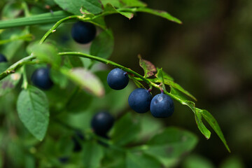 A close-up of an edible and delicious Wild blueberry (Vaccinium myrtillus) 