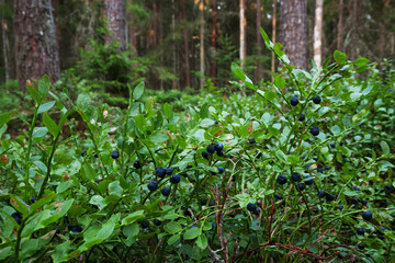 Ripe Wild blueberries, Vaccinium myrtillus ready to pick in lush summery boreal forest, Northern Europe. 