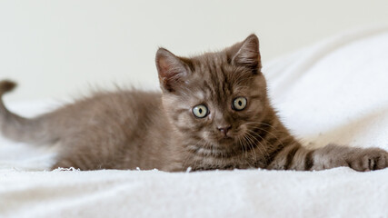 Fototapeta na wymiar Portrait of cute brown british short hair kitten of two months old. Selective focus.
