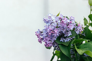 Beautiful branch of lilac in green leaves. Selective focus. Closeup view. Blurred background with copy space